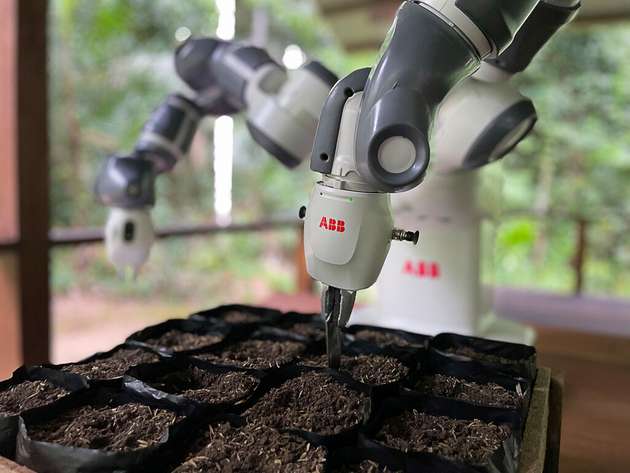 Pilotprojekt von ABB Robotics zur Wiederaufforstung im Amazonas: Im Rahmen des Pilotprogramms setzt YuMi jeden Morgen rund 640 Saatgutbeutel ein.