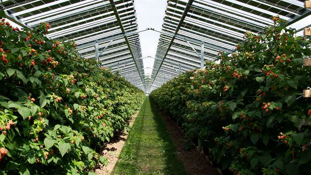 Beispiel einer weiteren „Fruitvoltaic“-Anlage