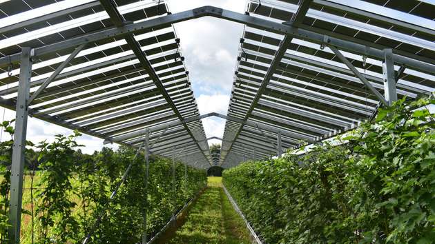 Das „Fruitvoltaic“ Projekt auf den Feldern von Maarten van Hoof ermöglicht die Doppelnutzung landwirtschaftlicher Flächen zur Erzeugung von Solarstrom und Nahrungsmitteln.