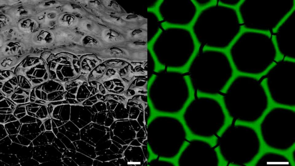 Neue Biomaterialien für die industrielle Biokatalyse: Enzymschäume bilden dreidimensionale poröse Netzwerke mit stabiler hexagonaler Wabenstruktur.