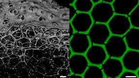 Neue Biomaterialien für die industrielle Biokatalyse: Enzymschäume bilden dreidimensionale poröse Netzwerke mit stabiler hexagonaler Wabenstruktur.