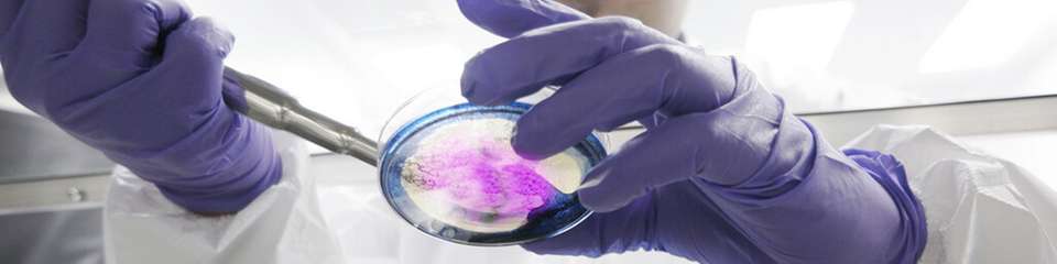 Wissenschaftler des europäischen Forschungsprojektes Micro4Biogas haben eine neue taxonomische Ordnung von Bakterien entdeckt und klassifiziert.