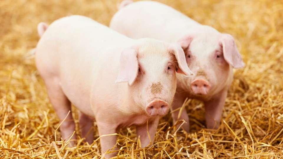 Die Emission von Schadgasen, insbesondere von Ammoniak aus Mastschweineställen, kann durch Maßnahmen wie der Kühlung von Gülle oder eine Verkleinerung deren Oberfläche reduziert werden.