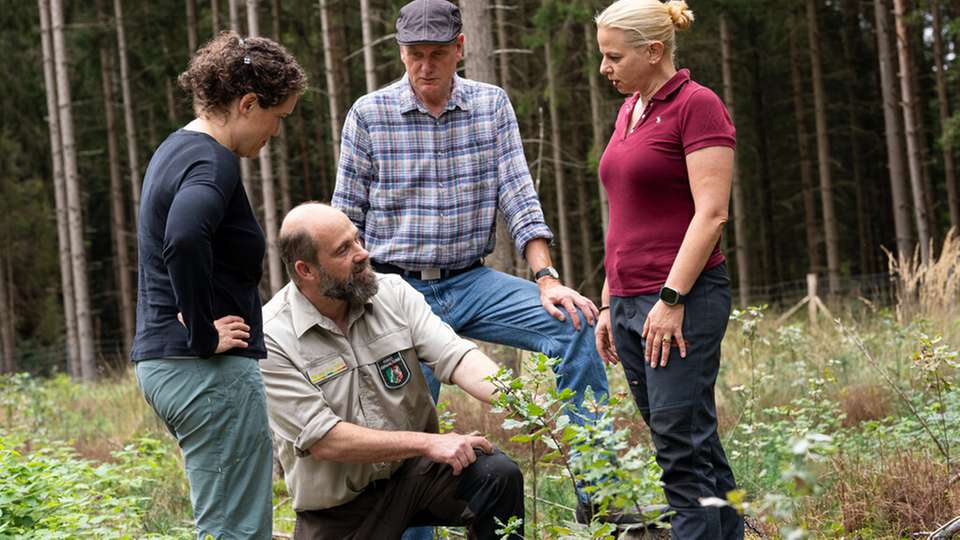 Von links: Kathrin Fricke (CHRO Wago), Markus Uhr (Zuständiger Förster), Gerhard Naendrup (Schutzgemeinschaft Deutscher Wald NRW) und Astrid Burschel Vice President Corporate Sustainability Wago) im Klosterwald, wo die gespendeten Bäume gepflanzt werden.