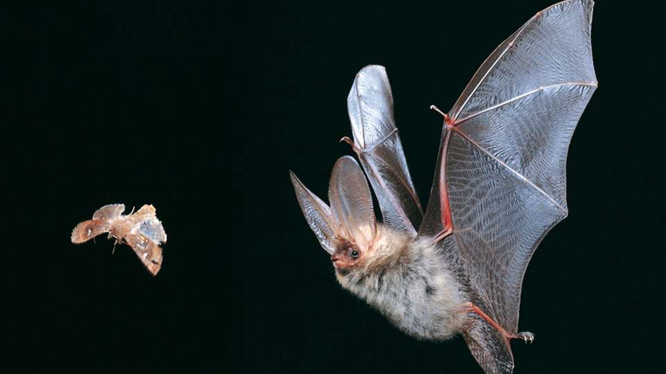 Vorbild Natur: Wie die Fledermaus arbeitet das PaintVisco-Rheometer mit fließend ineinander übergehenden Frequenzen. Variiert werden dabei allerdings nicht Ultraschall-Rufe, sondern die Frequenzen, mit denen die Lackprobe verformt wird.