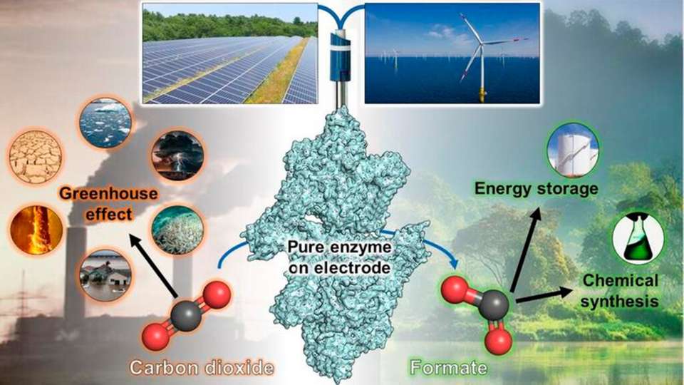 Der Prozess der Gasumwandlung durch eine enzymatische Reaktion auf Elektrodenbasis