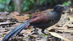 Der Bindengrund-Kuckuck (Neomorphus radiolosus, links) und die Purpurbrust-Amazilie, ein Kolibri (Polyerata rosenbergi), gehören zu den Vögeln, die auf tropischen Wiederbewaldungsflächen in Ecuador nachgewiesen wurden.
