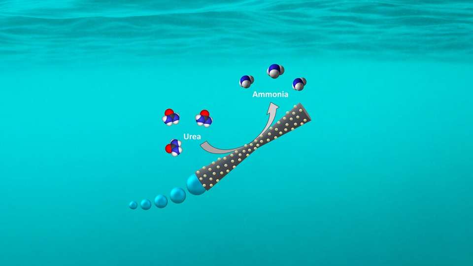 Durch eine Beschichtung aus Laccase kann ein neuer Mikromotor Harnstoff in Abwasser zu Ammoniak umwandeln.