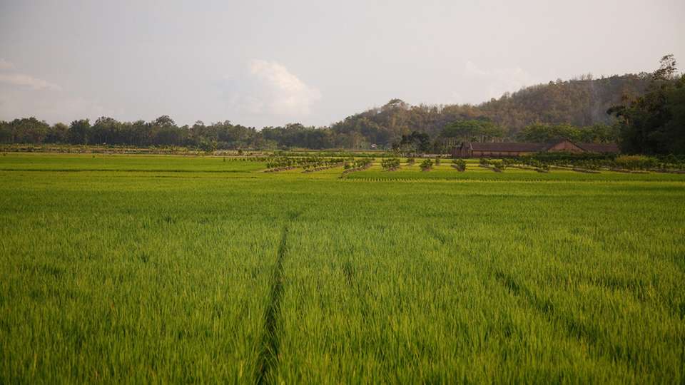 Als eine der fünf weltweit am häufigsten angebauten Getreidearten trägt Reis mit etwa 10 Prozent zu den gesamten Treibhausgasemissionen des Agrarsektors bei. Die BASF und das Internationale Reisforschungsinstitut (IRRI) sind daher eine wissenschaftliche Zusammenarbeit eingegangen, um Möglichkeiten zur Verringerung der Emissionen aus der Reisproduktion zu untersuchen.