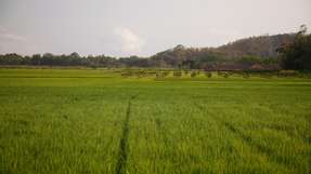 Als eine der fünf weltweit am häufigsten angebauten Getreidearten trägt Reis mit etwa 10 Prozent zu den gesamten Treibhausgasemissionen des Agrarsektors bei. Die BASF und das Internationale Reisforschungsinstitut (IRRI) sind daher eine wissenschaftliche Zusammenarbeit eingegangen, um Möglichkeiten zur Verringerung der Emissionen aus der Reisproduktion zu untersuchen.