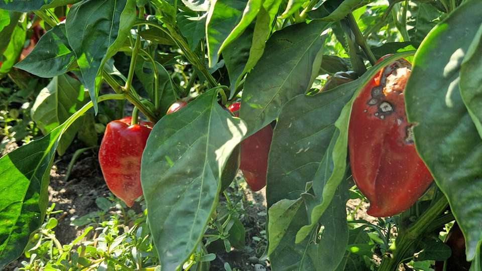 Nicht mehr zu vermarkten, aber trotzdem mehr als Abfall: Mit Pflanzenkrankheiten befallene Paprika können beispielsweise zur Energieerzeugung genutzt werden.