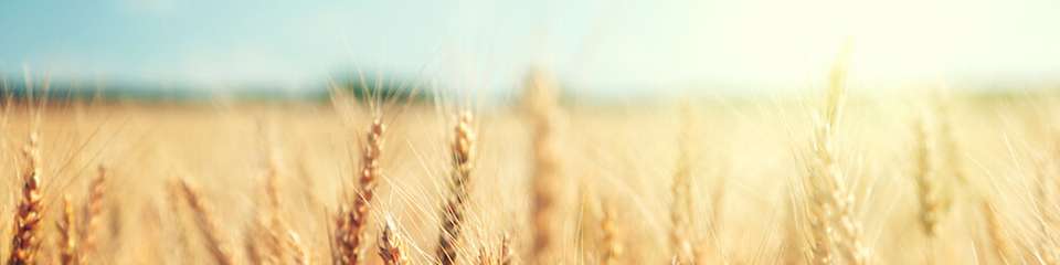 Neue Forschung zur Biomasseverteilung von Pflanzen könnte die Landwirtschaft resilienter machen.