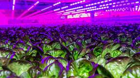 In einem Indoor-Farming-Gewächshaus wird das perfekte Pflanzenwachstum durch präzise Steuerung von Licht, Temperatur, Luftfeuchtigkeit, CO2-Gehalt und Nährstoffzufuhr ermöglicht. 