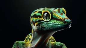 Die Natur als Vorbild: Fraunhofer IMWS entwickelte eine Oberflächenstrukturierung für Kunststoffe, inspiriert vom Gecko-Prinzip