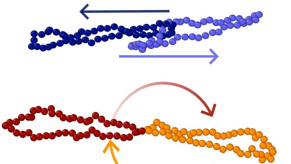 Ringpolymere zeigen unter Scherung unerwartete Bewegungsmuster.