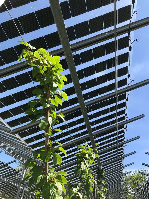 Unter der Agri-PV-Anlage auf dem Obsthof Vollmer werden Zwetschgen, Äpfel, Birnen, Kiwi und Brombeeren angepflanzt.