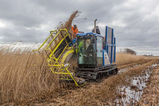 Die Nutzung von Biomasse aus wiedervernässten Mooren (hier: Schilfrohr Phragmites australis) für die Bioenergienutzung in Verbindung mit der Kohlenstoffabscheidung und -speicherung kann potenziell auch zur Entnahme von CO2 aus der Atmosphäre beitragen.