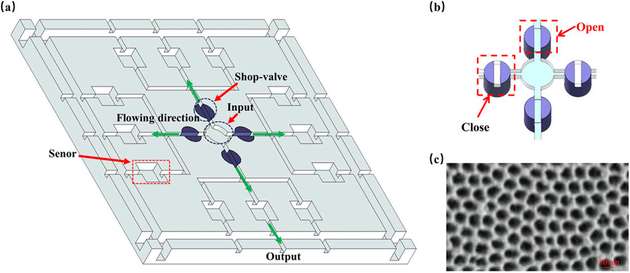 Schematische Darstellung des Chips. Er besteht aus vier Hauptbereichen: der Flüssigkeitszugabeöffnung in der Mitte, einem Absperrventil um die Flüssigkeitszugabeöffnung herum, einem Sensorbereich am Rand zum Nachweis von vier verschiedenen lebensmittelbedingten Krankheitserregern und einem Flüssigkeitsauslass am Rand. (b) Skizze der Funktionsweise des Absperrventils. (c) REM-Aufnahme (Rasterelektronenmikroskopie, ZEISS GeminiSEM 560) des Nanointerferometer-Chips.