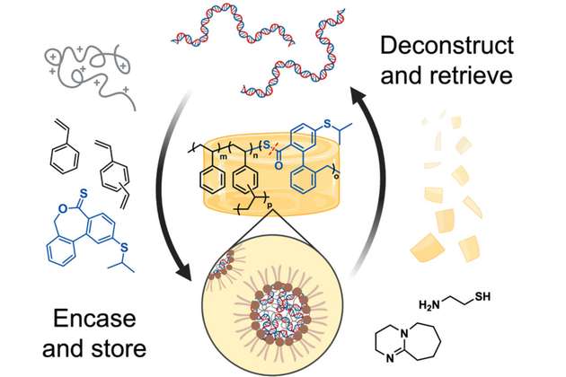 MIT-Forscher haben einen Weg gefunden, DNA in ein duroplastisches Polymer, bekannt als vernetztes Polystyrol, einzukapseln. Nachdem die DNA in das Polymer eingebettet wurde, kann sie durch Behandlung des Polymers mit Cysteamin wieder freigesetzt werden.