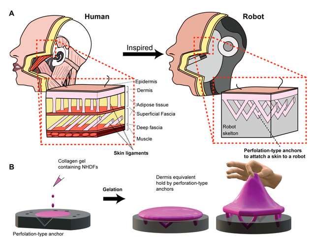 Das künstliche Hautgewebe und die Art und Weise, wie es an der darunter liegenden komplexen Struktur des Roboters haftet, wurden von den Hautbändern im menschlichen Gewebe inspiriert.