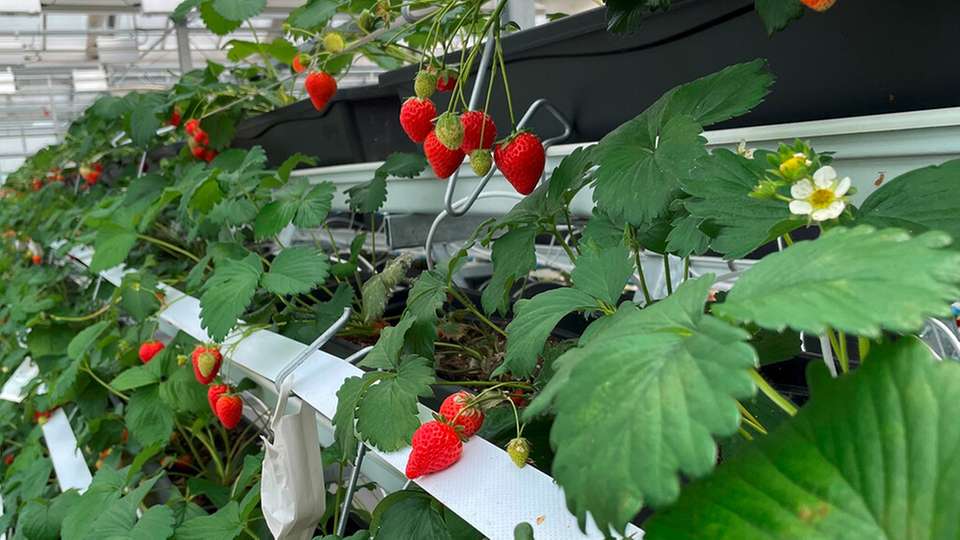 Erdbeerkultivierung im Gewächshaus des Altmarktgartens in Oberhausen.