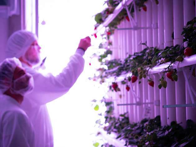Speziell abgestimmte Lichteinstellungen im Hinblick auf Wellenlänge, Intensität und Belichtungsdauer sowie kontrollierte Umgebungsbedingungen sollen die datenbasierte Indoor-Kultivierung von Erdbeeren ermöglichen.