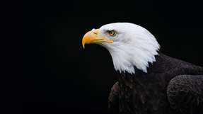 Nichts entgeht dem aufmerksamen Blick: Moderne Ethernet-basierte Automatisierungsnetzwerke liefern umfangreiche Daten, die für die Wartung und Verwaltung des Netzwerks von Bedeutung sind.