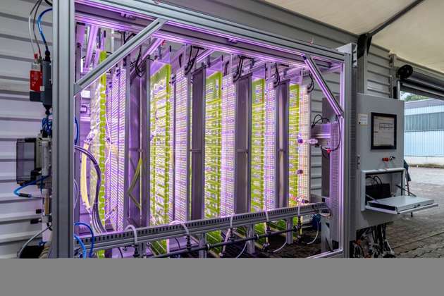 Mikroalgen in einem neuartigen Photobioreaktorsystem binden CO2 und produzieren daraus eine pflanzenstärkende Biomasse.