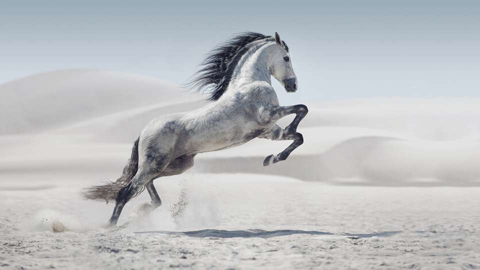 Highspeed: Ein Hochleistungsroboter eröffnet völlig neue Möglichkeiten für robotergestützte Kommissionierprozesse.