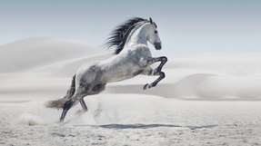 Highspeed: Ein Hochleistungsroboter eröffnet völlig neue Möglichkeiten für robotergestützte Kommissionierprozesse.