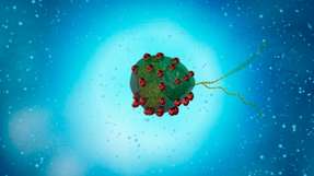 Animation einer Alge, die mit dem natürlichen Polymer Chitosan sowie mit magnetischen Nanopartikeln beschichtet wurde.