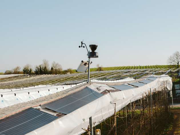 Pilotanlage in Oberschwaben: Leichtbau-Solarmodule auf bestehenden Witterungsschutzsystemen über Kirschbäumen – ein Ansatz für die doppelte Nutzung landwirtschaftlicher Flächen.
