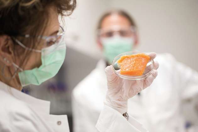 Die Herstellung von Proteinquellen nimmt einen immer höheren Stellenwert ein.