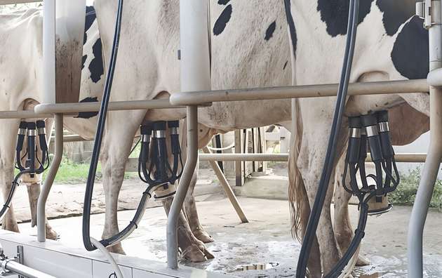 Kühe im Melkstand: Modernste Technik sorgt für eine schonende und präzise Milchgewinnung.