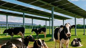 Solarstrom für die Produktion, Schatten für die Kühe: Nestlé baut Agri-Photovoltaik-Anlage am Werksstandort Biessenhofen.
