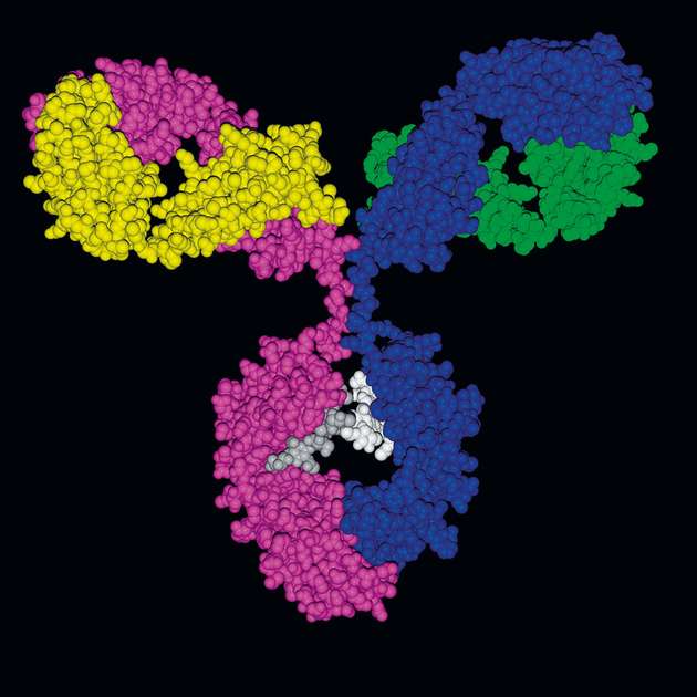 Mit der neuen Software können Antikörper mit optimalen Eigenschaften erstellt werden. 