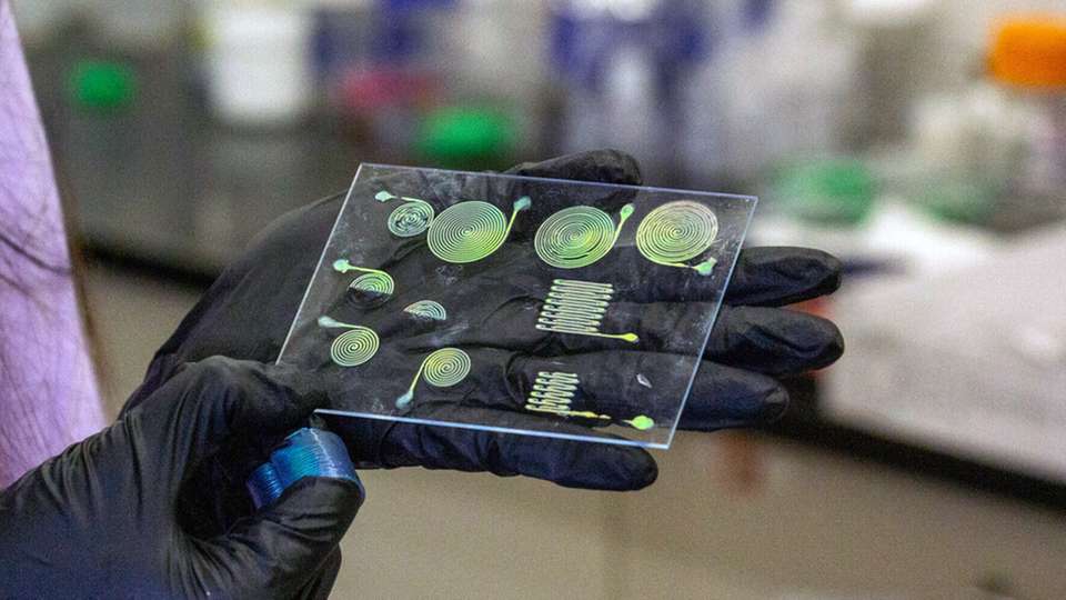 Alicia Ng, Doktorandin der Materialwissenschaften und des Ingenieurwesens, hält eine Reihe verschiedener Strukturen hoch, die aus einem neuen, 3D-gedruckten Material hergestellt wurden, das seine Farbe ändert, wenn es gedehnt wird.