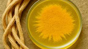 Das gelbe Pigment YAS, produziert von Clostridium thermocellum, spielt eine Schlüsselrolle beim Abbau von Zellulose und zeigt zudem antibiotische Wirkung – mit Potenzial für Biokraftstoffe und neue Wirkstoffe.