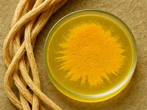 Das gelbe Pigment YAS, produziert von Clostridium thermocellum, spielt eine Schlüsselrolle beim Abbau von Zellulose und zeigt zudem antibiotische Wirkung – mit Potenzial für Biokraftstoffe und neue Wirkstoffe.