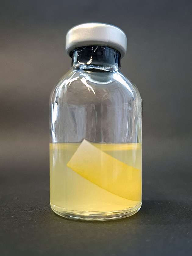 Versiegelte Serumflasche mit Clostridium thermocellum, welches mit Filterpapier als Kohlenstoffquelle wächst. Die Gelbe Affinitätssubstanz YAS bindet an Zellulose. Das Filterpapier wird während des Wachstums verbraucht.