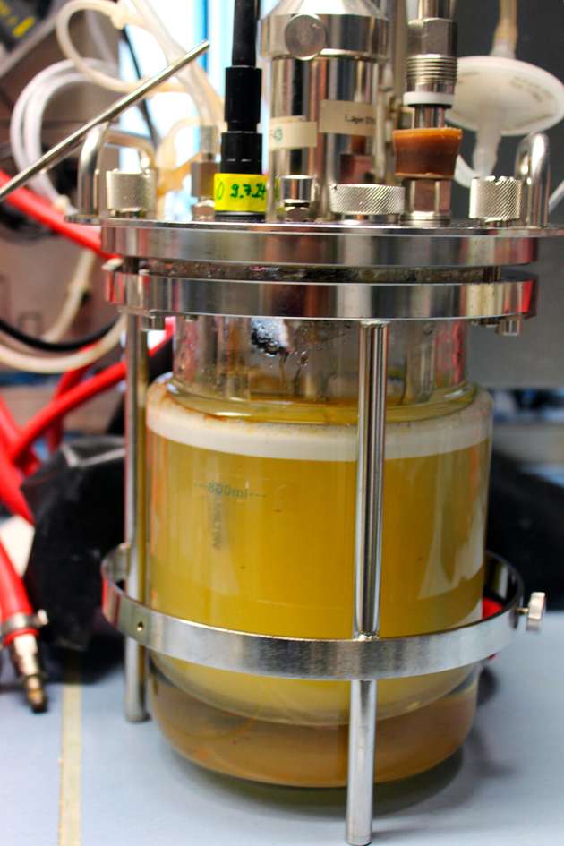Ein 1-Liter-Fermenter mit Clostridium thermocellum nach Wachstum auf Zellobiose als Kohlenstoffquelle unter anaeroben Bedingungen.