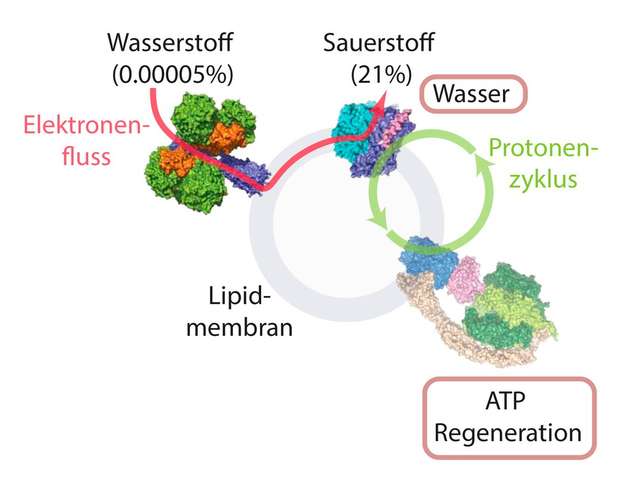 Schematische Darstellung des Prozesses, bei dem aus Wasserstoff und Sauerstoff Energie in Form von ATP gebildet wird.