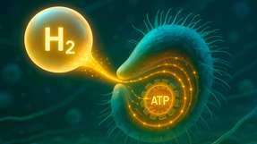 Forschende der Universität Bern demonstrieren erstmals im Labor, wie Mikroorganismen mithilfe spezieller Enzyme Wasserstoff aus der Luft in ATP umwandeln. Die Studie zeigt, dass Leben in extrem nährstoffarmen Umgebungen allein durch Luftbestandteile möglich ist.
