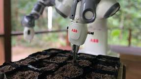 Pilotprojekt von ABB Robotics zur Wiederaufforstung im Amazonas: Im Rahmen des Pilotprogramms setzt YuMi jeden Morgen rund 640 Saatgutbeutel ein.