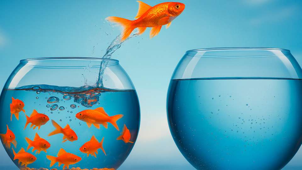 In der modernen Arbeitswelt sind Agilität und Diversität entscheidende Faktoren, um aktuellen Herausforderungen erfolgreich zu begegnen. Führungskräfte müssen sich daher kontinuierlich anpassen, um resilient und zukunftsfähig zu bleiben.