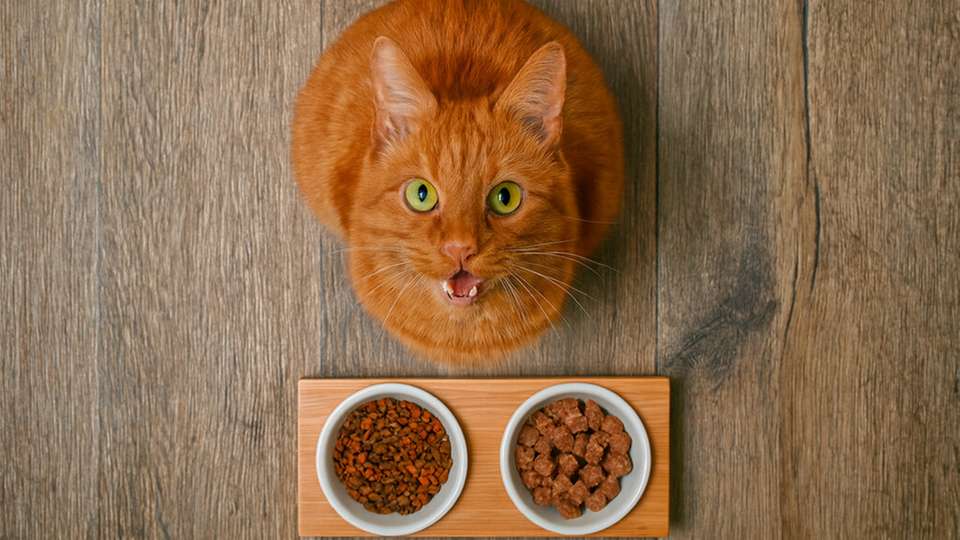 Konische Schneckenmischer verändern die Tierfutterproduktion durch höhere Mischqualität, reduzierte Energieverbräuche und maximale Prozesshygiene – selbst bei kleinsten Chargen.
