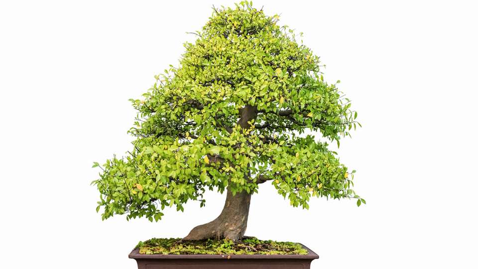 Miniaturisierte Steckverbinder vereinen hohe Funktionalität, Zuverlässigkeit und Energieeffizienz auf kleinstem Raum und eröffnen neue Möglichkeiten für kompakte Geräte in Industrie, Medizintechnik und E-Mobility.