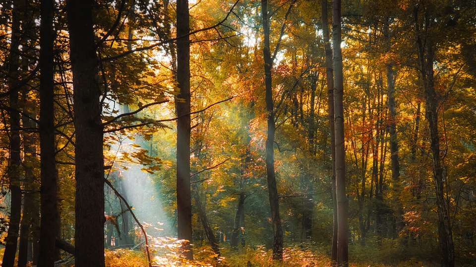 Wie die chemische Kreislaufwirtschaft Realität wird Durch eine enge Zusammenarbeit, maßgeschneiderte Technologien und ein gemeinsames Engagement für Nachhaltigkeit und Sicherheit zeigt die Partnerschaft von UPM und Bilfinger, wie industrielle Transformation Wirklichkeit werden kann.