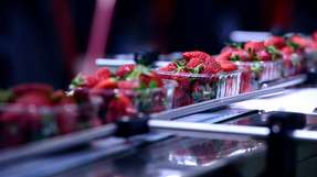 Da die Nachfrage nach pflanzlichen Lebensmitteln weiter steigt, müssen Hersteller entschlossen handeln, um die Sicherheit zu gewährleisten, den Wert der Marke zu schützen und die gesetzlichen Anforderungen zu erfüllen. 