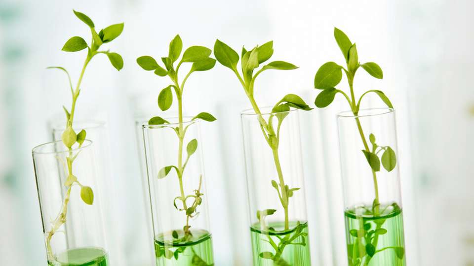 Ein neu entwickeltes bimetallisches Katalysatorsystem ermöglicht, das Klimagas CO2 gemeinsam mit grünem Wasserstoff als Rohstoff für die Herstellung industriell wichtiger Chemikalien zu nutzen.